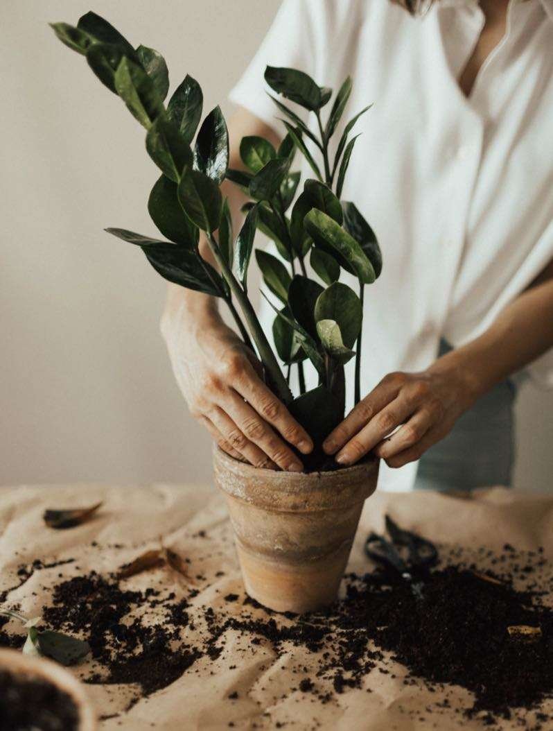 Flower Shop pexels valeria ushakova 3094208