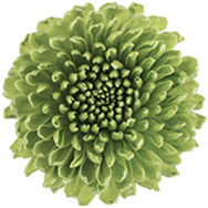 Best Flower Shop in UAE 4 Flower Shop Daco 5363466