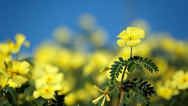 Yellow Flower